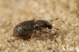 Clover Weevil (Sitona hispidulus)