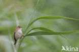 Eurasian Reed-Warbler (Acrocephalus scirpaceus)