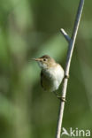 Eurasian Reed-Warbler (Acrocephalus scirpaceus)