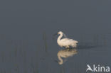 Kleine Zilverreiger (Egretta garzetta)