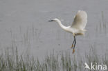 Little Egret (Egretta garzetta)