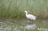 Little Egret (Egretta garzetta)