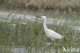 Kleine Zilverreiger (Egretta garzetta)