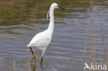 Kleine Zilverreiger (Egretta garzetta)