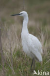 Kleine Zilverreiger (Egretta garzetta)