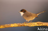 Sardinian Warbler (Sylvia melanocephala)
