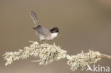 Sardinian Warbler (Sylvia melanocephala)