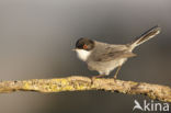 Sardinian Warbler (Sylvia melanocephala)