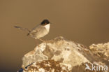 Sardinian Warbler (Sylvia melanocephala)