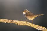 Sardinian Warbler (Sylvia melanocephala)