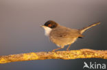 Sardinian Warbler (Sylvia melanocephala)