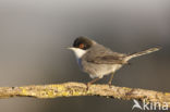 Sardinian Warbler (Sylvia melanocephala)