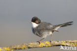 Sardinian Warbler (Sylvia melanocephala)