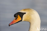 Knobbelzwaan (Cygnus olor)