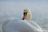 Knobbelzwaan (Cygnus olor)