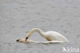 Knobbelzwaan (Cygnus olor)