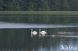 Knobbelzwaan (Cygnus olor)