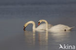 Knobbelzwaan (Cygnus olor)