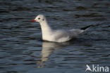 Black-headed Gull (Larus ridibundus)