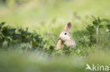 Rabbit (Oryctolagus cuniculus)