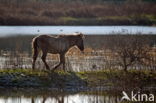 Konik horse (Equus spp)