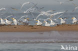 Koningsstern (Sterna maxima)