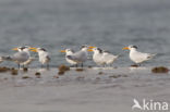 Koningsstern (Sterna maxima)