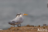 Koningsstern (Sterna maxima)