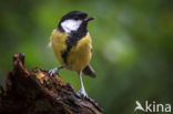 Great Tit (Parus major)