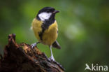 Koolmees (Parus major)