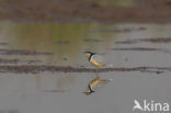 Egyptian Plover