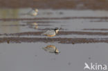 Egyptian Plover