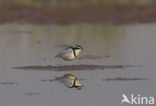 Egyptian Plover