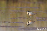 Egyptian Plover