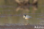 Egyptian Plover