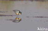 Egyptian Plover