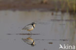 Egyptian Plover