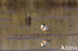 Egyptian Plover