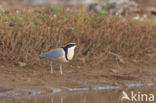 Egyptian Plover