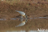 Egyptian Plover