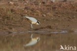 Egyptian Plover