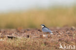 Krokodilwachter (Pluvianus aegyptius)