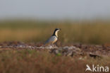 Egyptian Plover