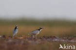 Egyptian Plover