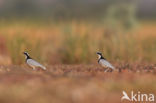 Egyptian Plover