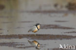 Egyptian Plover