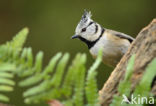 Kuifmees (Parus cristatus)