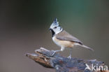 Kuifmees (Parus cristatus)