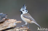 Kuifmees (Parus cristatus)