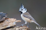 Kuifmees (Parus cristatus)